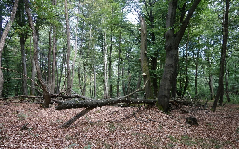 Naturbelassene Waldstücke im Naturschutzgebiet