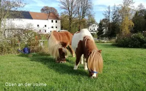 Zutrauliche Ponys gibt es auf dem Ponyhof