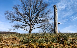 Scheuerpfahl Wurzeln und Erosionen