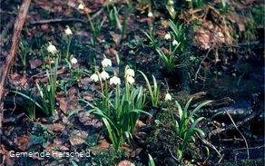 Blühendes Märzenbecher