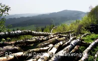 Am Wegesrand