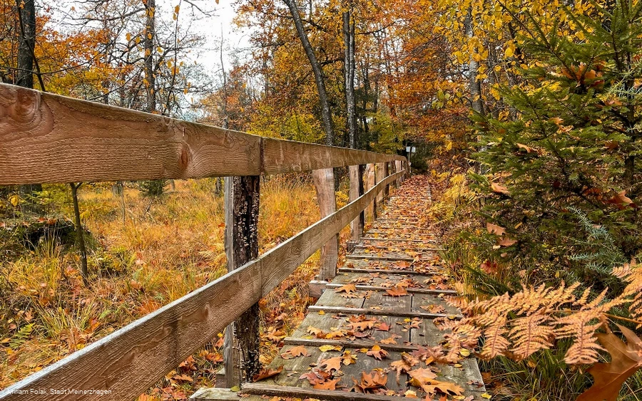 Knüppeldamm in den Ebbemooren