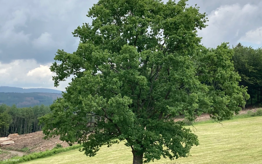 Impressionen am Wegesrand