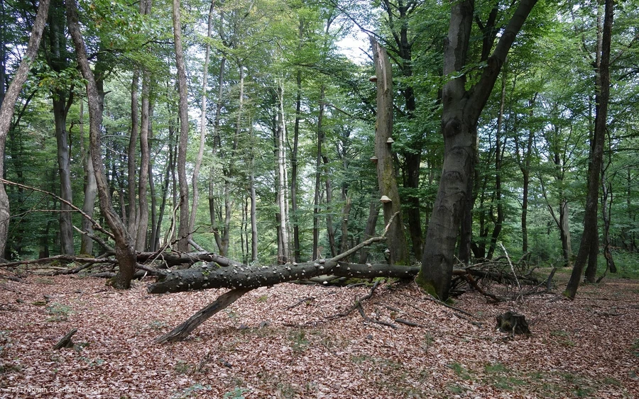 Naturbelassene Waldstücke im Naturschutzgebiet