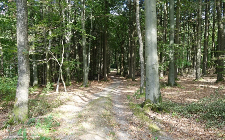 Durch das kleine Waldstück schlängelt sich der Weg