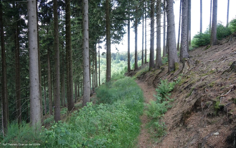 Durch die Wälder entlang der Hänge