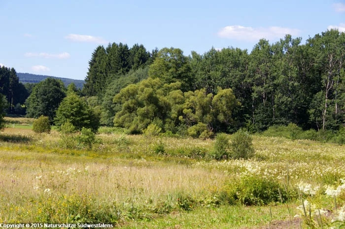 variant.jpg variant.jpg