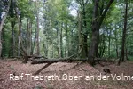 Naturbelassene Waldstücke im Naturschutzgebiet